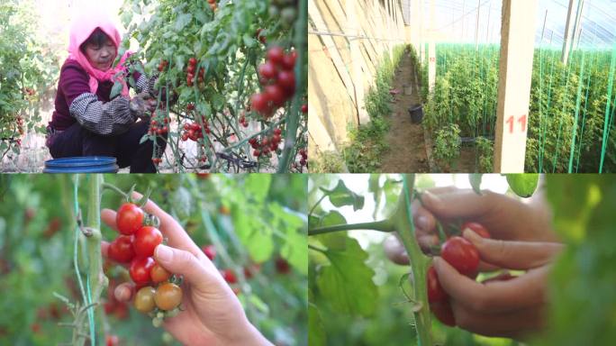 农业小番茄圣女果种植 采摘