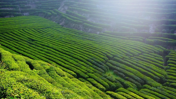 采茶 茶园 采茶女