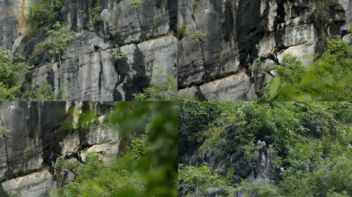 自然野生动物悬崖峭壁上的白头叶猴