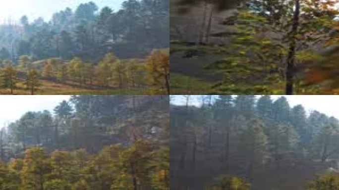 9K五通道超宽屏远山树林镜头右推写实场景