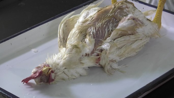 鸡解剖 温水浸泡鸡毛 剪开腿部两侧皮肤