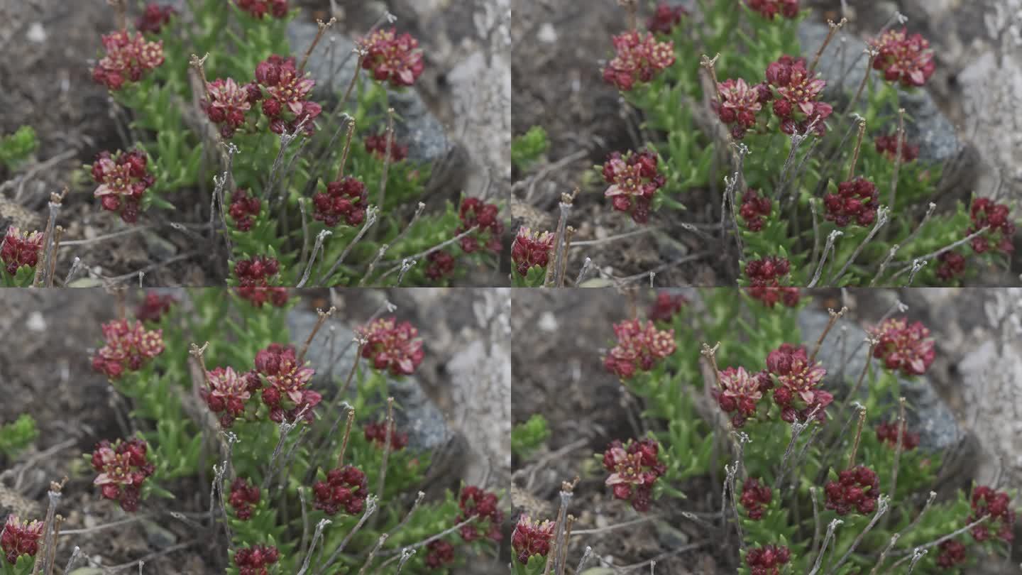4k高原上的红景天花
