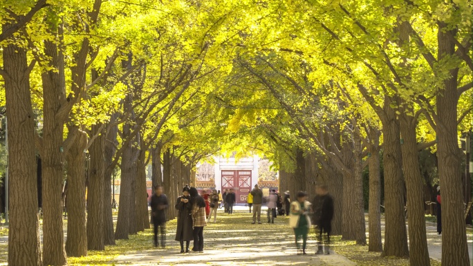 北京地坛公园银杏大道秋景