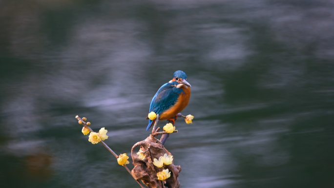 冬季翠鸟站在蜡梅树枝上捕鱼