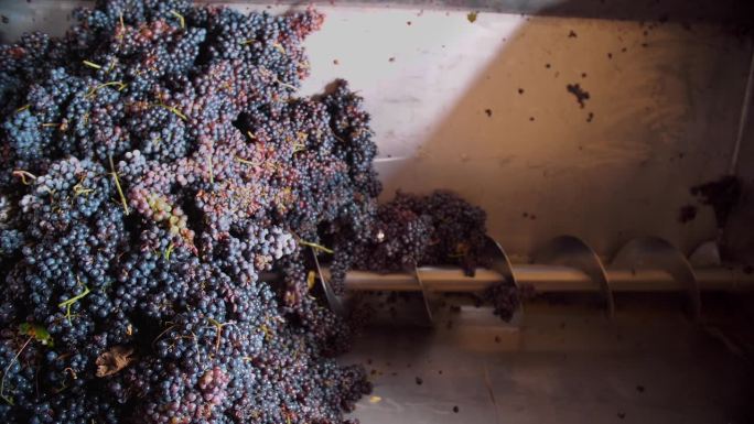 螺旋葡萄机。特写镜头。前视图。在酿酒厂中，从新鲜收获的葡萄中榨出葡萄汁的过程。葡萄栽培。葡萄的收成。
