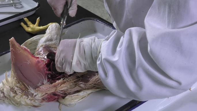 鸡解剖 摘心脏 肝脏 肠道 内脏器官