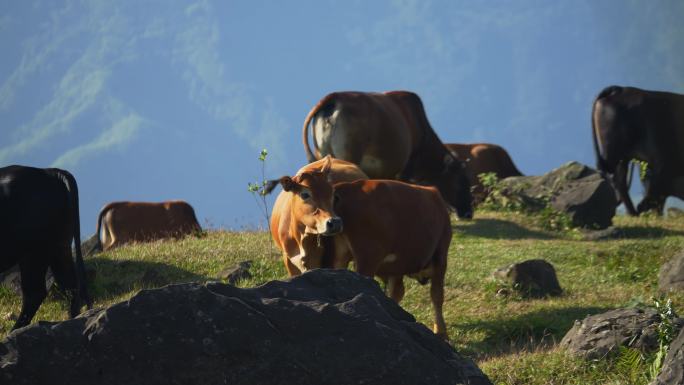 畜牧养殖动物牛肉牛黄牛高山草地