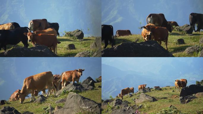 畜牧养殖动物牛肉牛黄牛高山草地