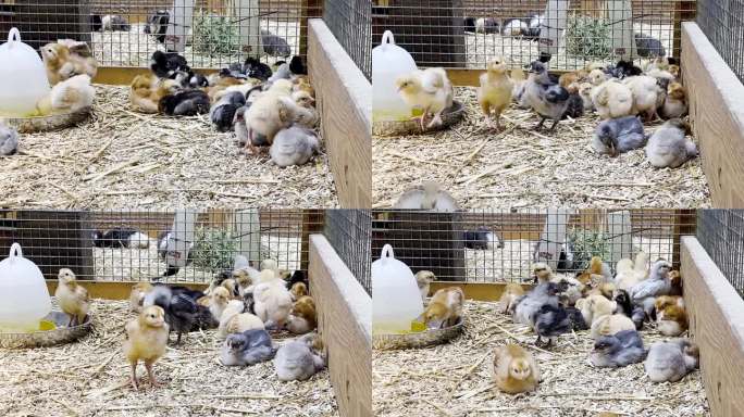 一群小鸡宝宝睡在鸡舍的角落里