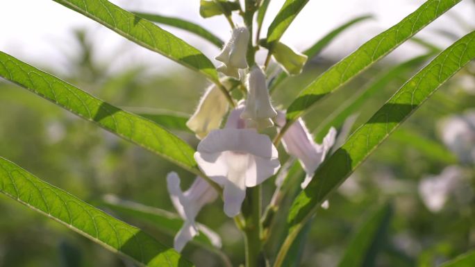 生机勃勃的芝麻植株