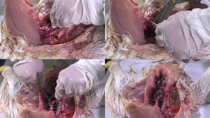 鸡解剖 操作步骤  摘除肺部 内脏器官