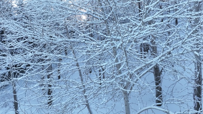 北方冬季雾凇树枝挂雪光线雪景