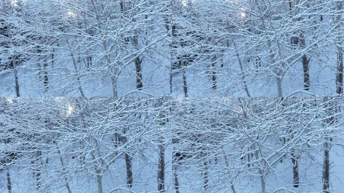 北方冬季雾凇树枝挂雪光线雪景