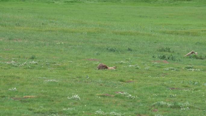 高原草原上的兔鼠土拨鼠打架
