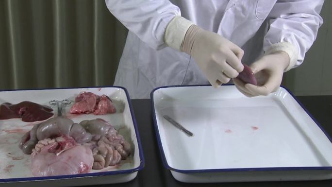 实验室 仔猪解剖 操作步骤 猪内脏 肾脏
