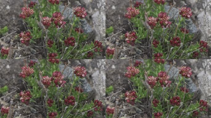 4k高原上的红景天花