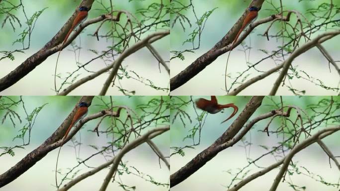 亚洲天堂捕蝇鸟栖息在树枝上