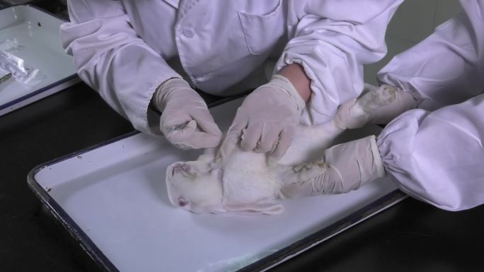 兔空气性栓塞 兔解剖 手术刀 划开肚皮