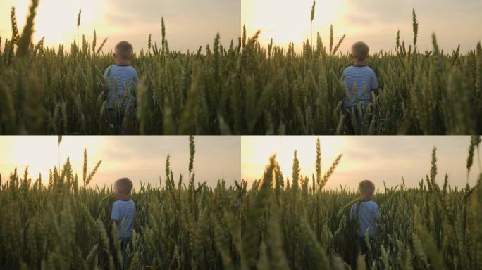 夕阳下，一个5岁的孩子在美丽的阳光下走过麦田