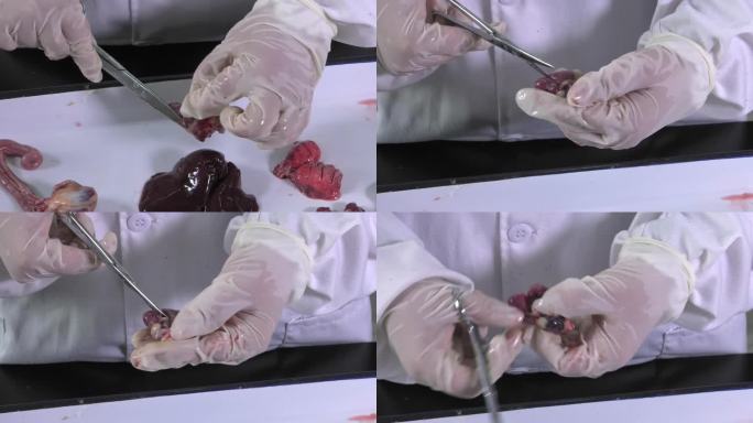 鸡解剖 托盘 完整的鸡内脏部件 剪开心脏