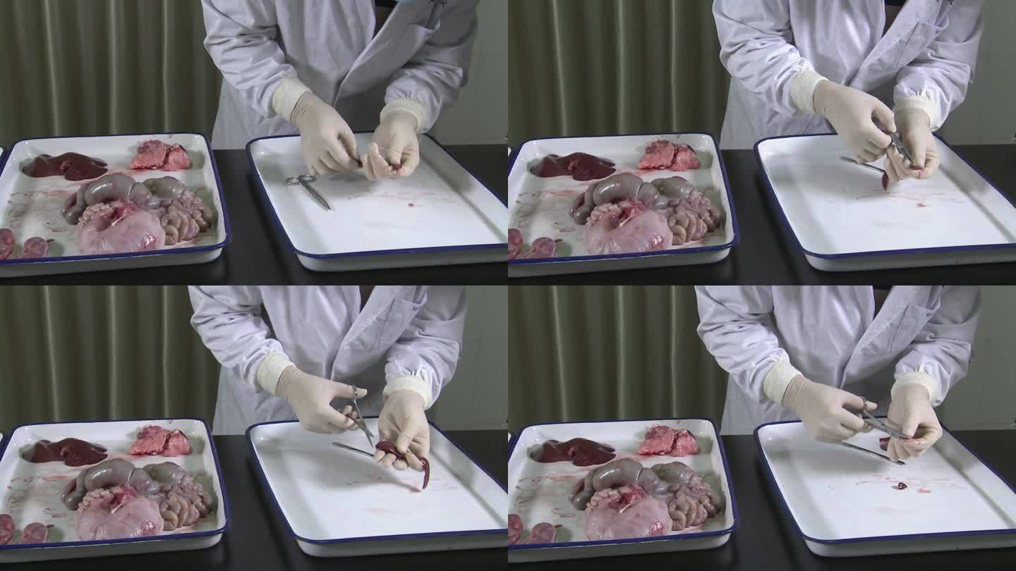 实验室 仔猪解剖 操作步骤 猪内脏 脾脏