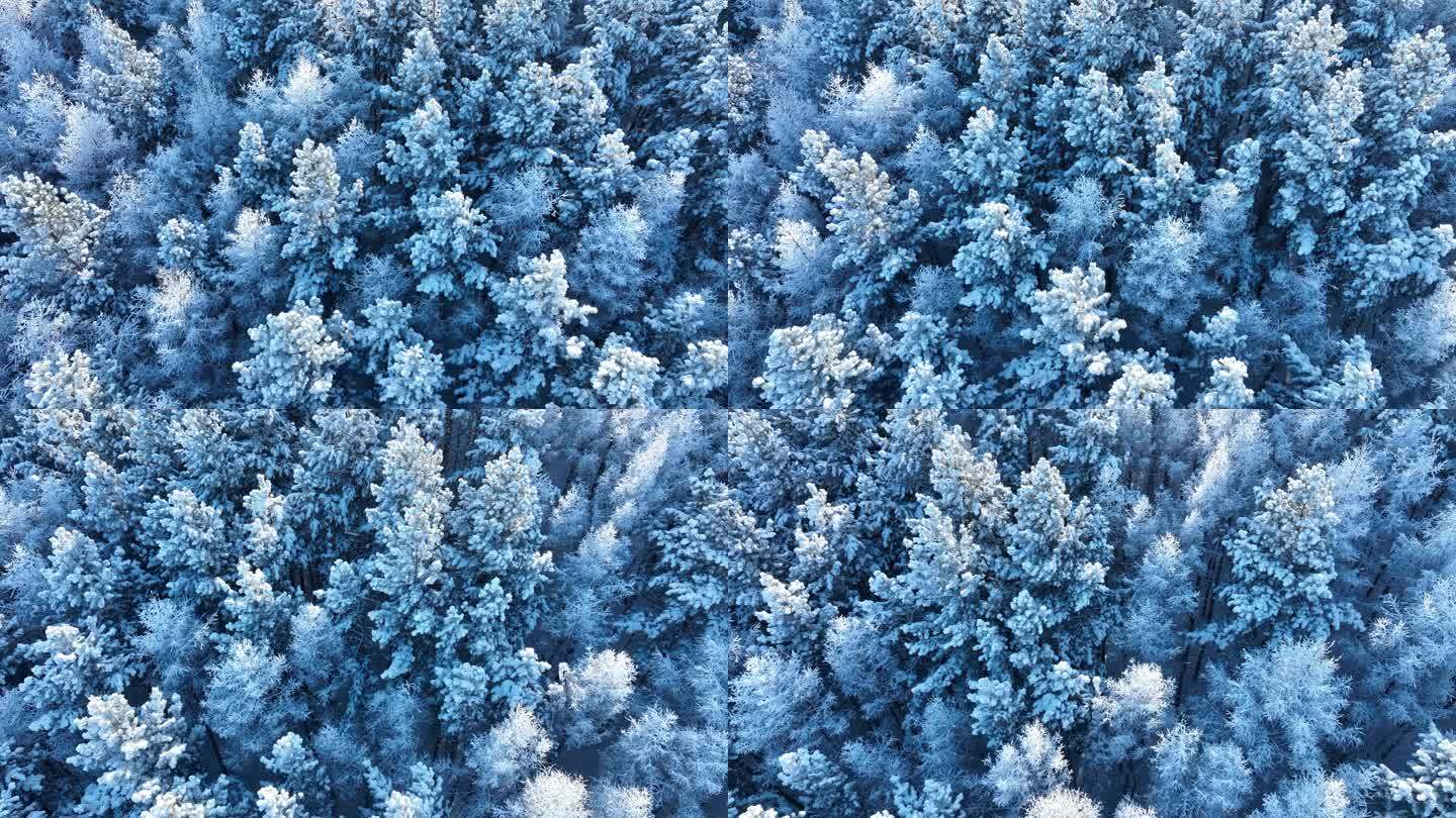 松树林银装素裹雪景