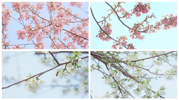 成都青龙湖冬季一月花季冬樱花