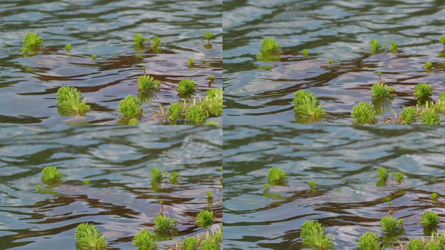 江河 湖面上 水波涟漪 纵享丝滑