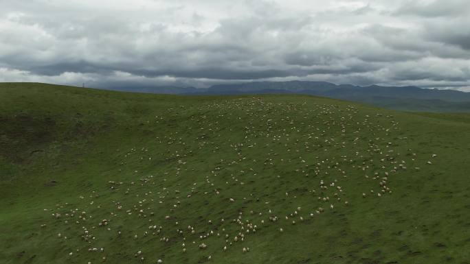 甘南川西高原草原羊群奔跑