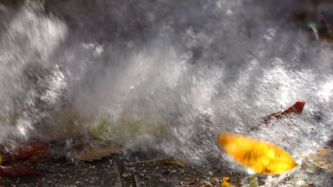 植物花絮 风吹花絮 4