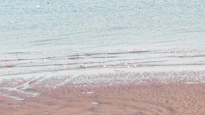 航拍4K海边沙滩海浪空镜傍晚海岸宽广海鸥