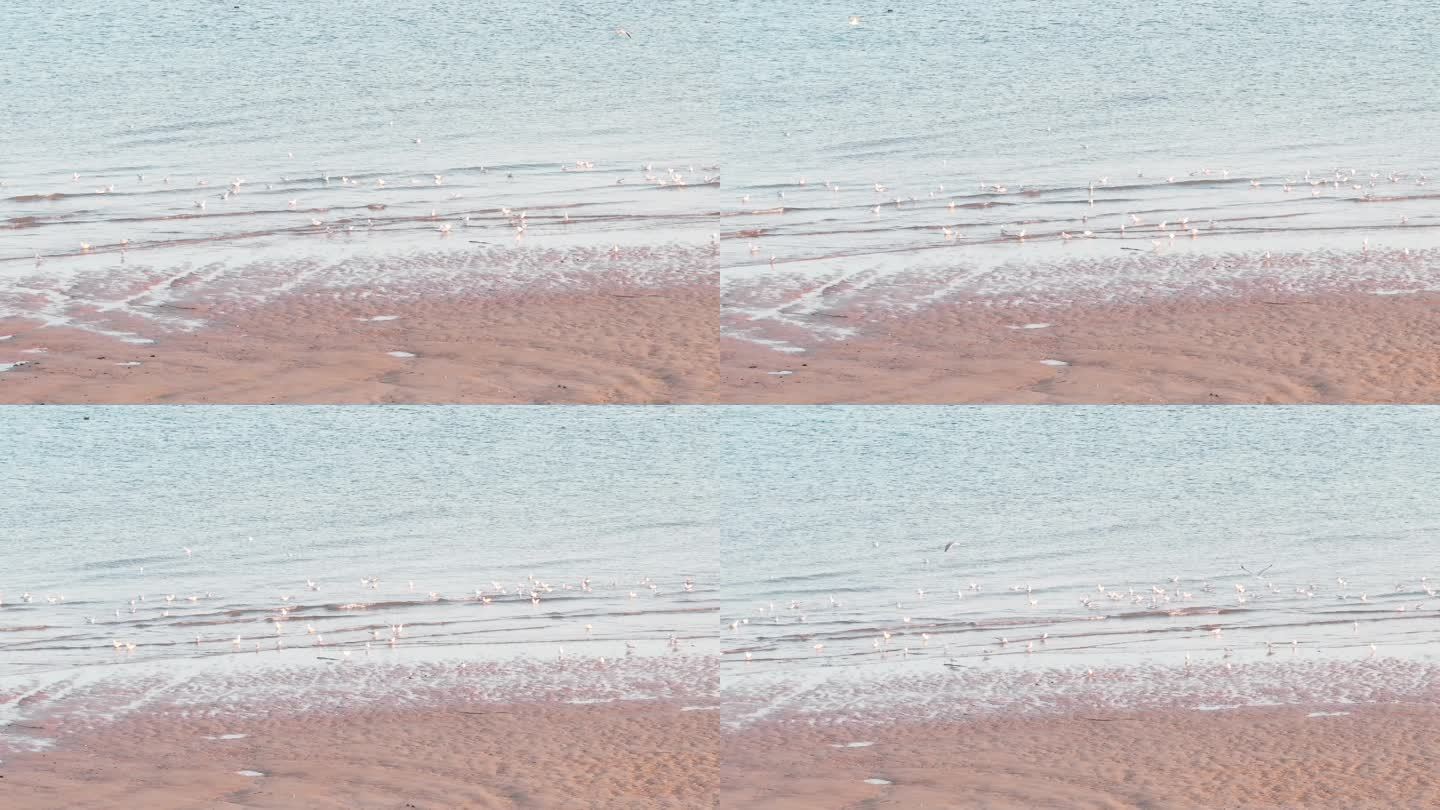 航拍4K海边沙滩海浪空镜傍晚海岸宽广海鸥