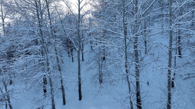 杨树雪景树枝挂雪