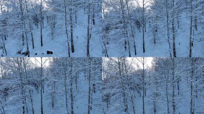 杨树雪景树枝挂雪