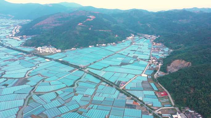 苍南沿浦海边小镇大棚草莓葡萄种植基地航拍