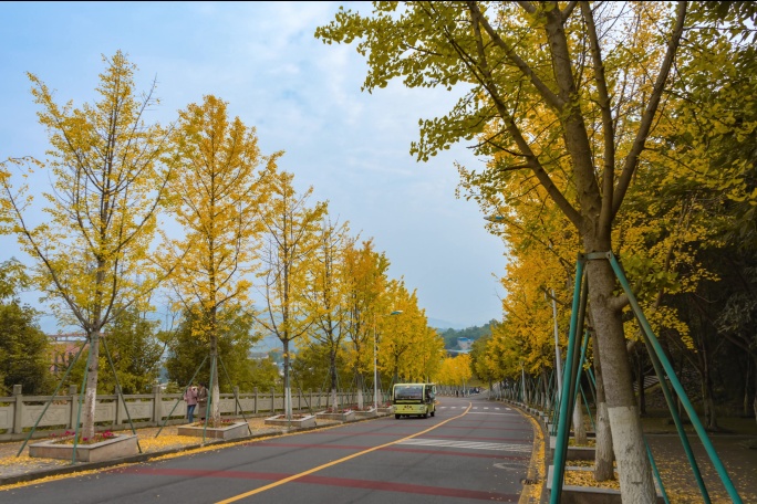 银杏路季节变化延时