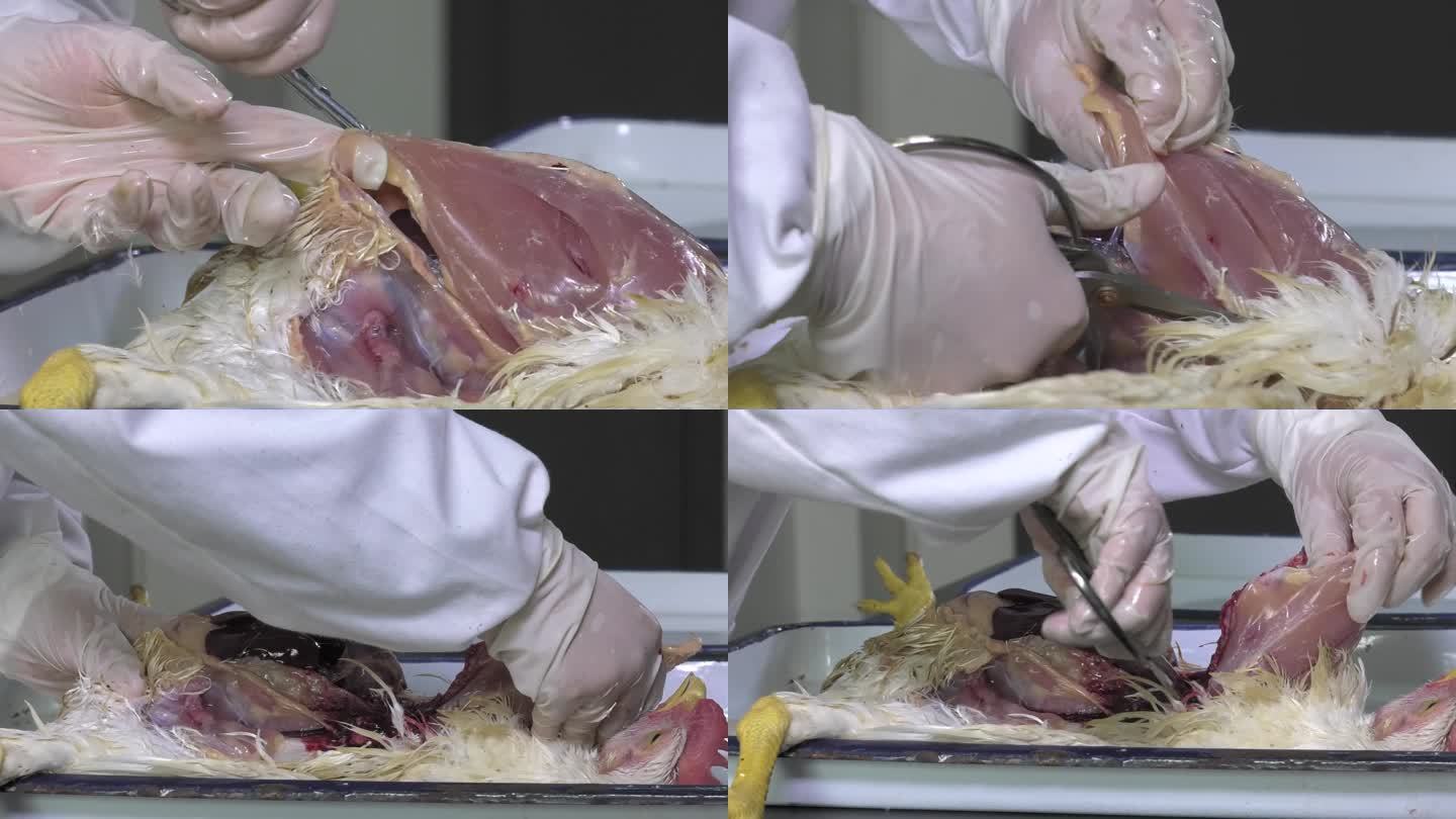 鸡解剖 操作步骤  剪开胸盖骨 内脏器官