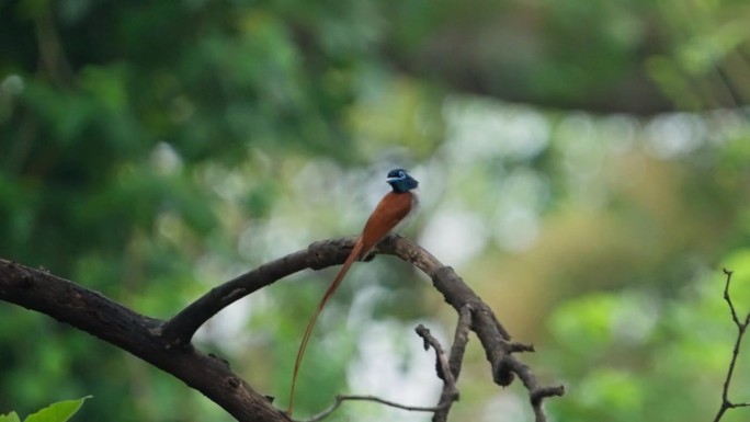 亚洲天堂捕蝇鸟栖息在树枝上