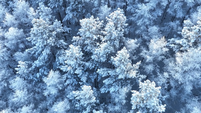 雪花飘落在雾凇雪林