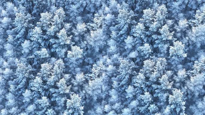 雪花飘落在雾凇雪林