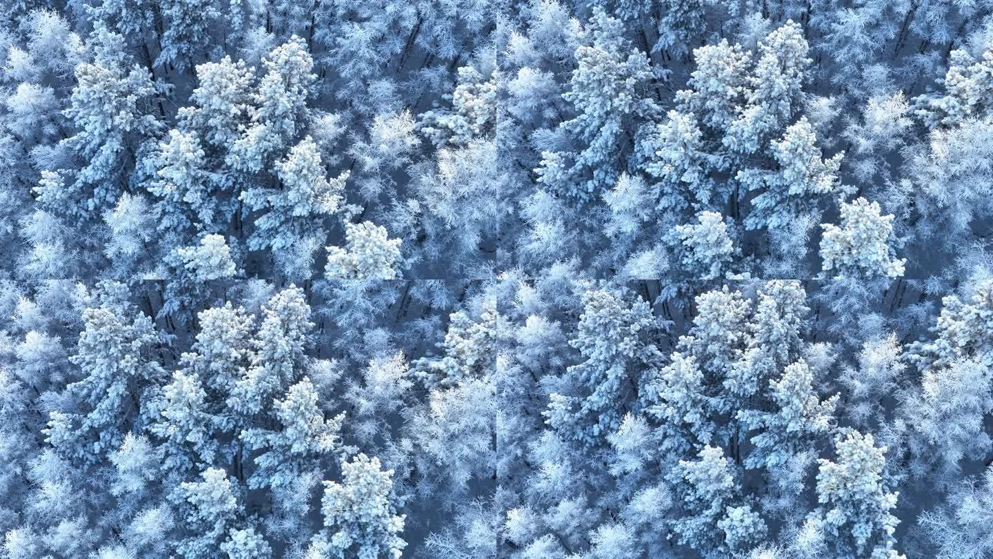 雪花飘落在雾凇雪林