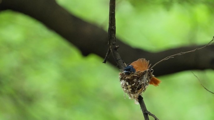 亚洲天堂捕蝇者在巢中孵蛋