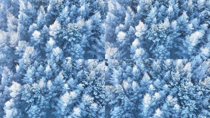 寒冬雪花飘落在松树林雾凇雪景