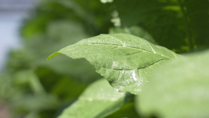 烟叶   绿色   植物