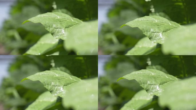 烟叶   绿色   植物