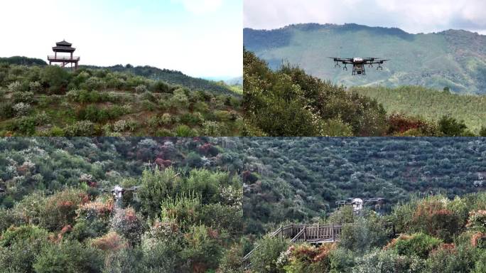 山茶花产业植保无人机航拍御3-4k50帧