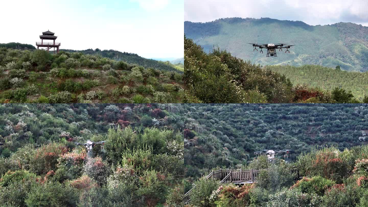 山茶花产业植保无人机航拍御3-4k50帧