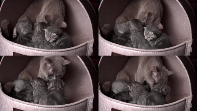 灰色纯种家养小猫爬着叫他们的妈妈猫