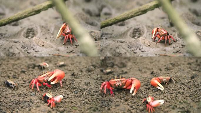 红色招潮蟹
