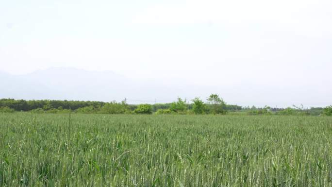 麦田大景及特写绿色成长期麦田纪实